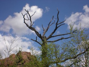Vlčí kámen – pohled na vrchol